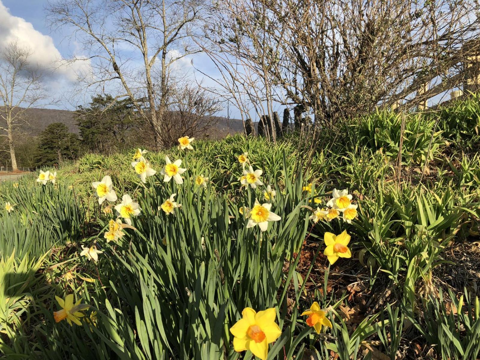 Crozet Montfair Resort Farm חדר תמונה